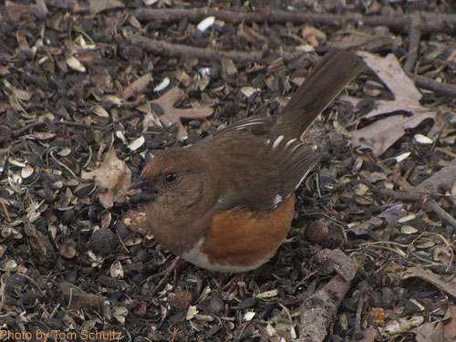 Eastern Towhee Female forages on the ground