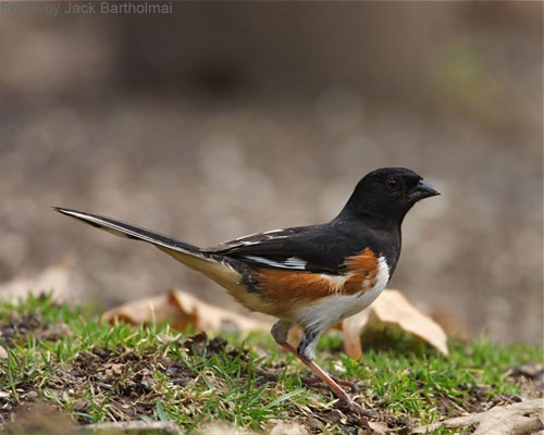 Eastern Towhee on the ground