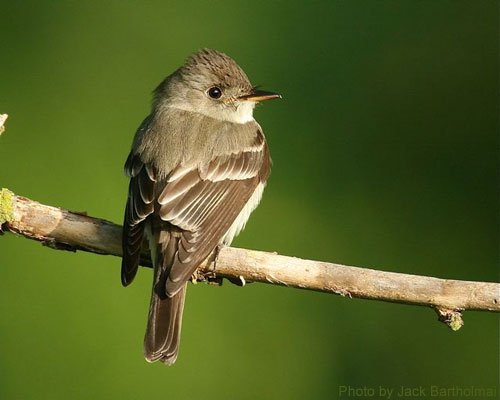 Wood Pewee looking over shoulder, sitting on branch
