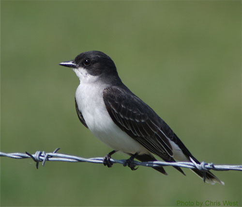 Eastern Kingbird sitting on barb wire