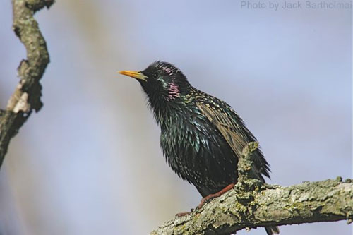 European Starling on a branch, looking from below