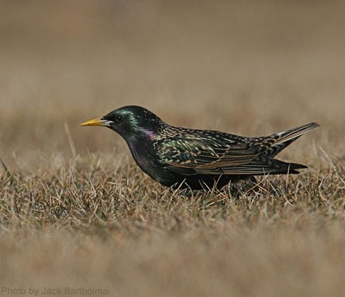European Starling in short grass showing iridescent colors