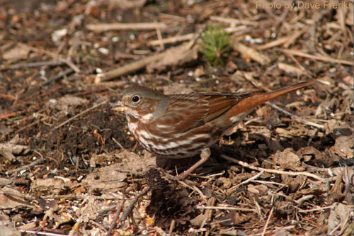 Fox Sparrow searching in the leaf litter