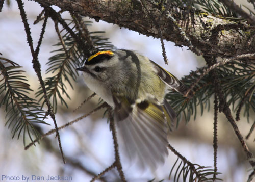 Golden-crowned Kinglet flashing its wing