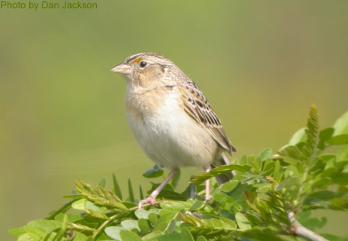 Grasshopper Sparrow smiles for the camera