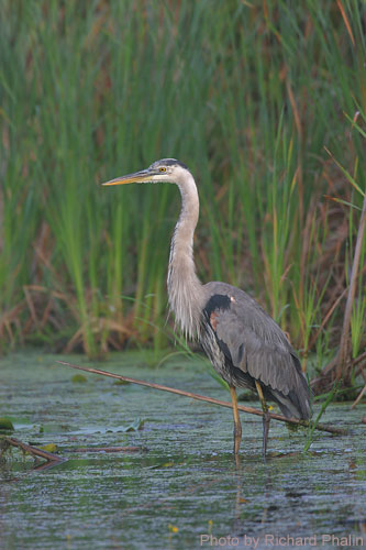 Great Blue Heron among the grasses