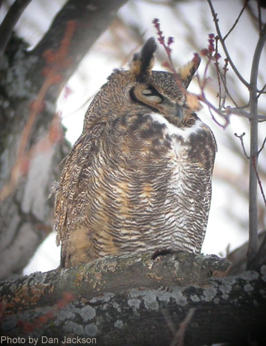 Great Horned Owl on a tree branch