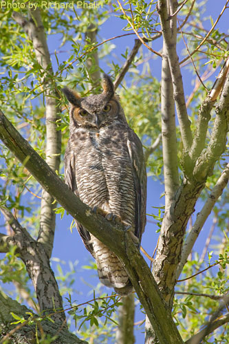 Great Horned Owl in the day time