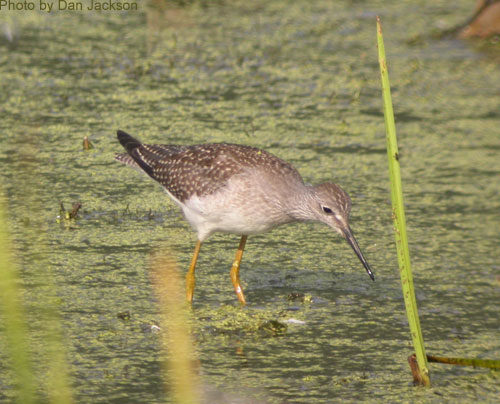 Greater Yellowlegs wading in shallow water