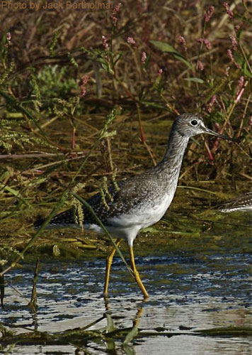 Greater Yellowlegs at the pond edge