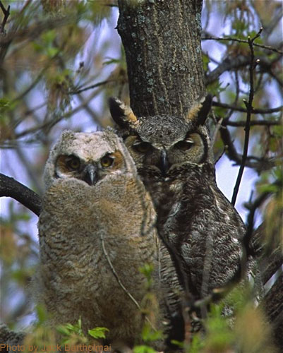 Great Horned Owl and Owlet