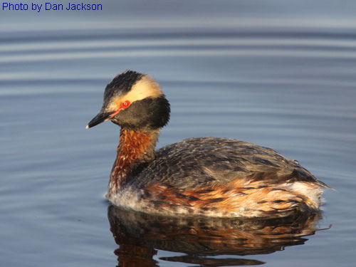 Male Horned Grebe on water