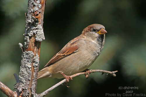 House Sparrow on a small branch