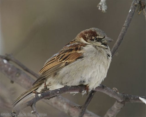 House Sparrow on branch