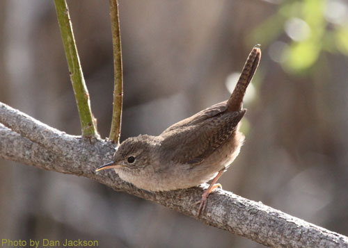 House wren with its tail upright