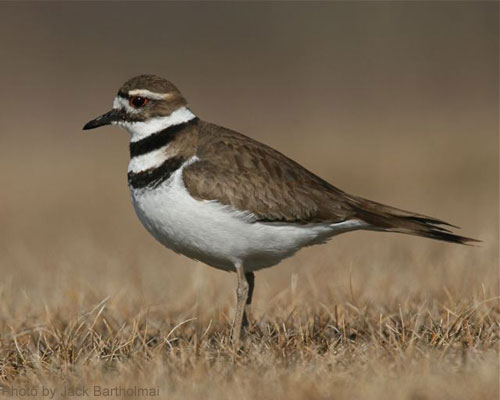 Close up of a killdeer in a field
