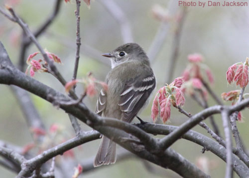 Least Flycatcher with early leaves