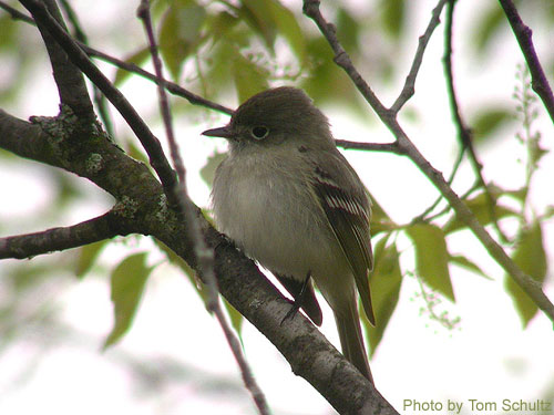 Close up of a Least Flycatcher