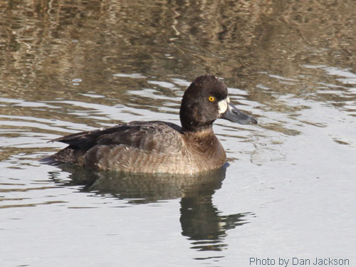 Female Lesser Scaup in water