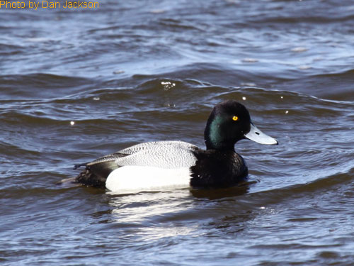 Male Lesser Scaup on the water