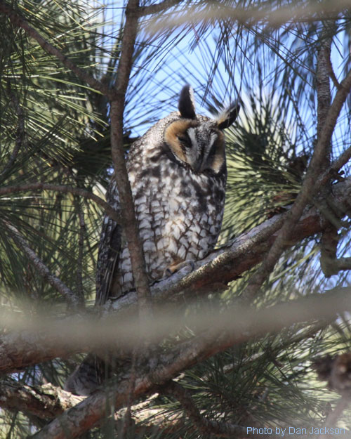 Long-eared owl hiding in a pine tree