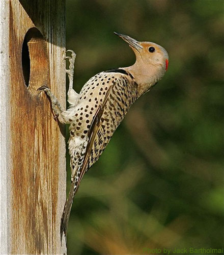 Female Flicker at a nest box