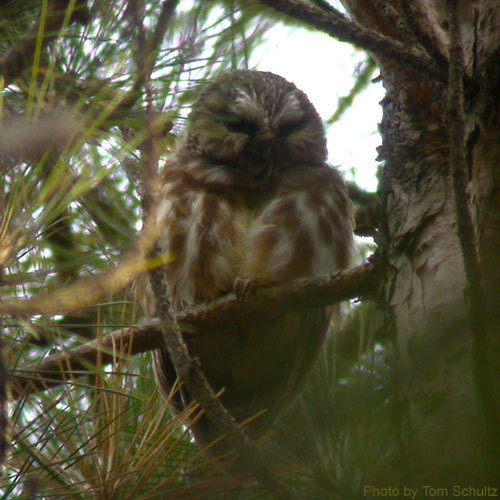 Northern Saw-whet Owl in tree