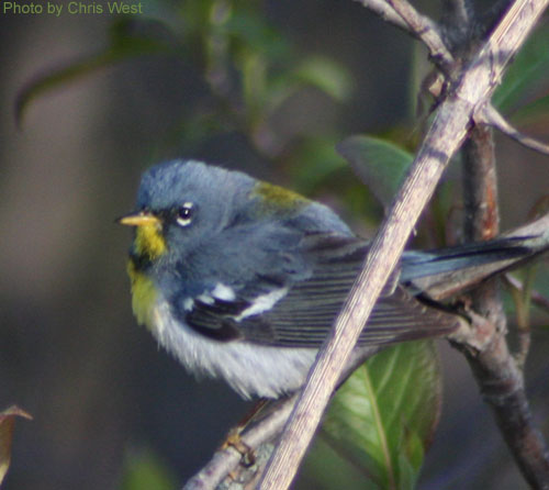 Close up of a Northern Parula