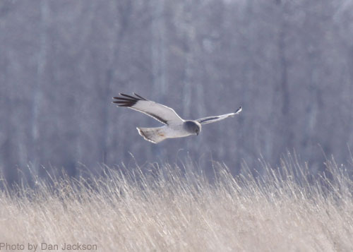 Northern Harrier flying low across tall grass prairie