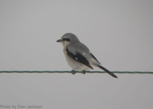 Northern Shrike sitting on a wire