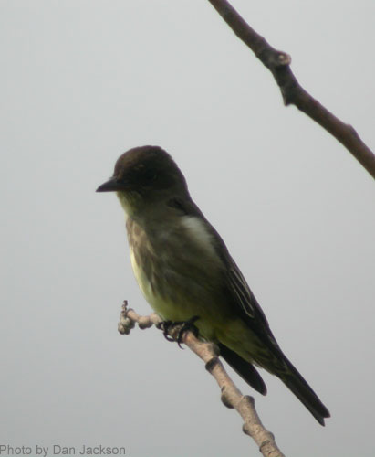 Olive-sided Flycatcher watching for a meal