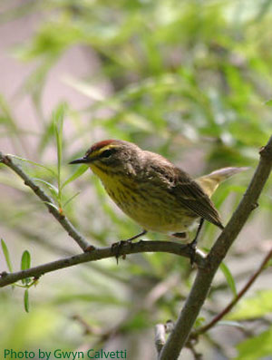 Palm Warbler on a branch