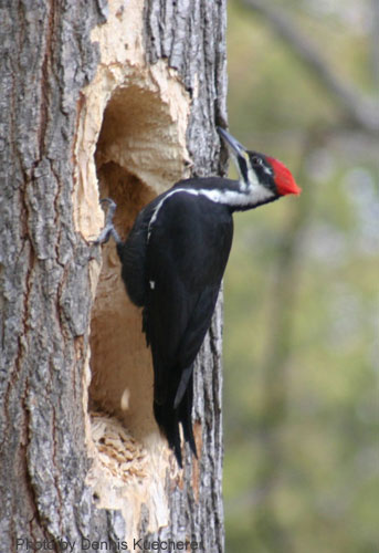 Pileated Woodpecker at characteristic rectangular hole