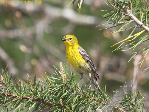 Pine Warbler showing yellow undersides