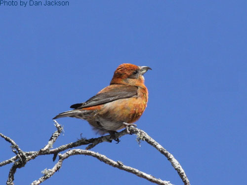 Red Crossbill high on the tree top