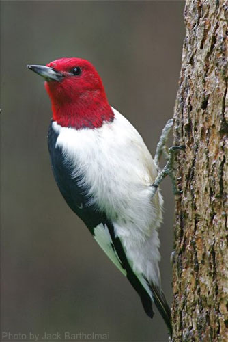 Close Up of Red-headed Woodpecker perched on tree trunk