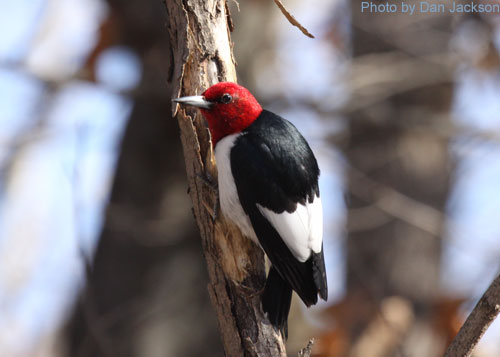 Back of Red-headed Woodpecker
