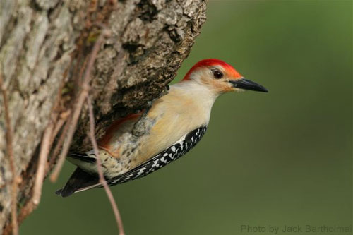 Red-bellied Woodpecker on tree trunk