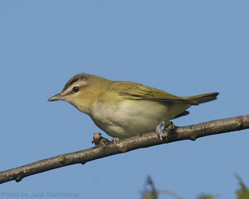 Red-eyed Vireo on branch with blue sky in the background