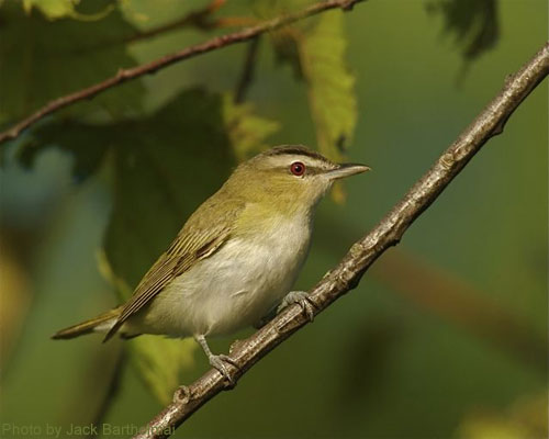 A close up of the red-eyed vireo