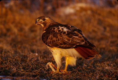 Red-tailed Hawk on ground, clearly showing red tail feathers
