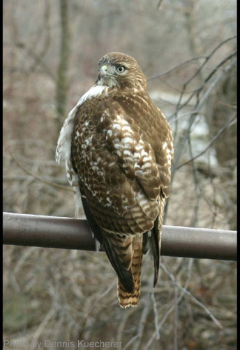 Juvenile Red-tailed Hawk perched on metal railing