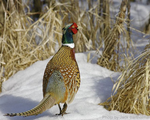 Male Ring-necked pheasant in winter