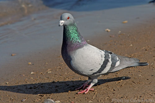 Rock Dove or Rock Pidgeon on a sandy beach