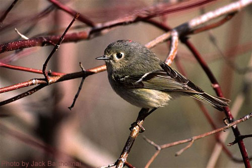 Ruby-crowned Kinglet male noted by red patch on head
