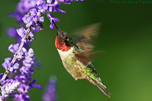 Male Hummingbird feeding on purple flowers