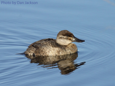 Female Ruddy Duck on water