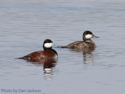 Pair of Ruddy Ducks on water