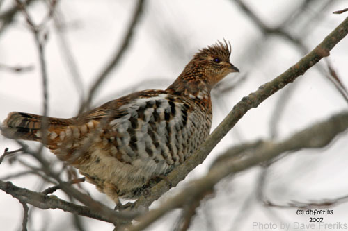 Ruffed grouse among branches