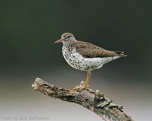 Spotted Sandpiper standing on a branch